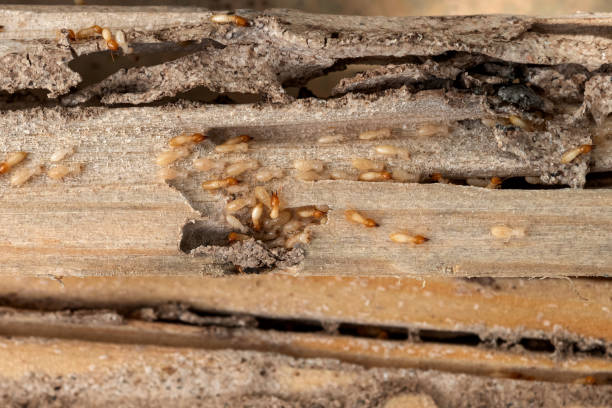 Best Best Pest Control Companies  in Doraville, GA